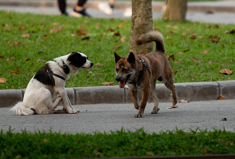 Hãi hùng chó to thả rông không rọ mõm gây nguy hiểm nơi công cộng